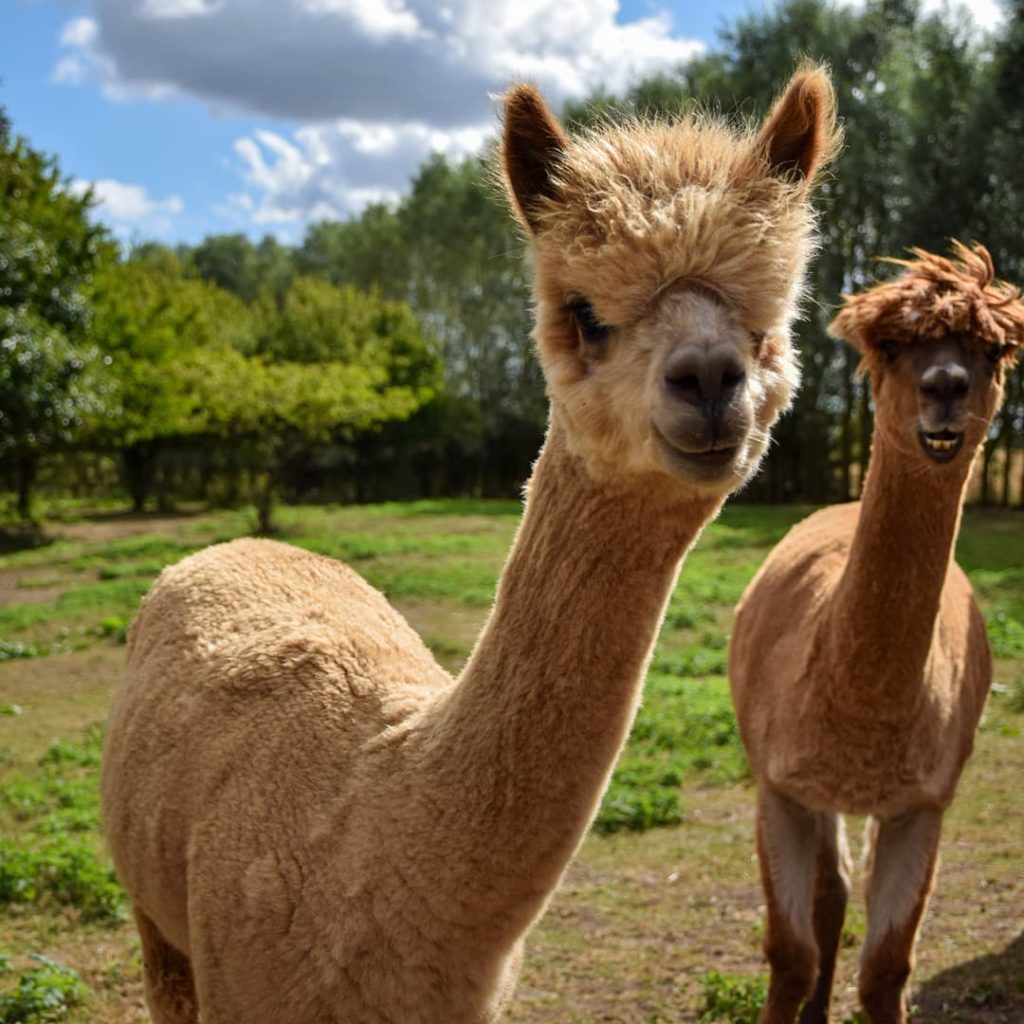 alpaca walking near me - blackwater alpacas Essex