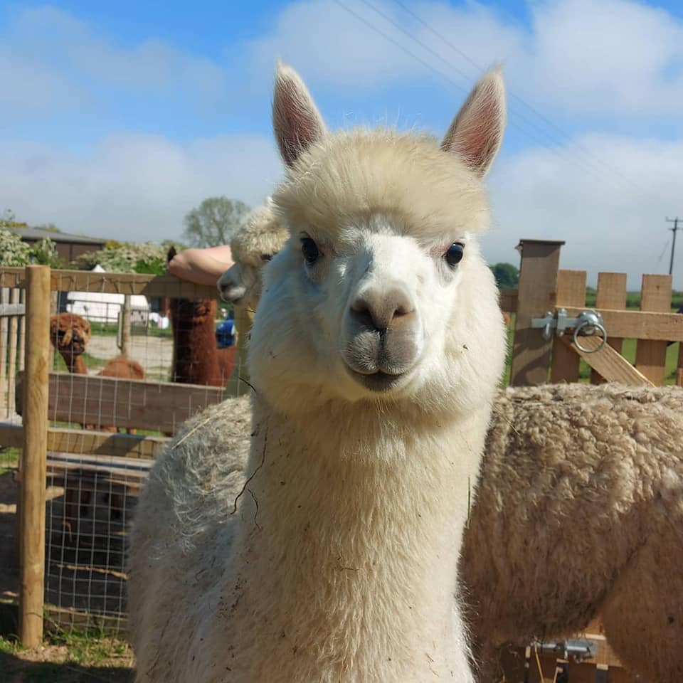 alpaca walking near me - Bumblebarn Alpacas