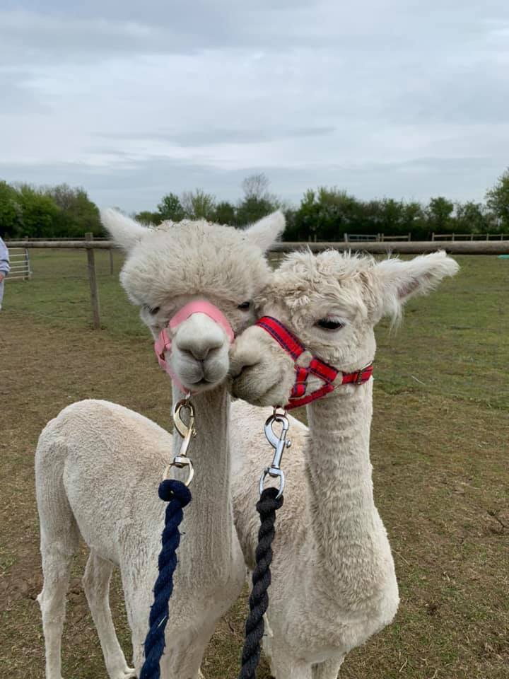 alpaca walking near me - Hilly Ridge Alpacas Suffolk