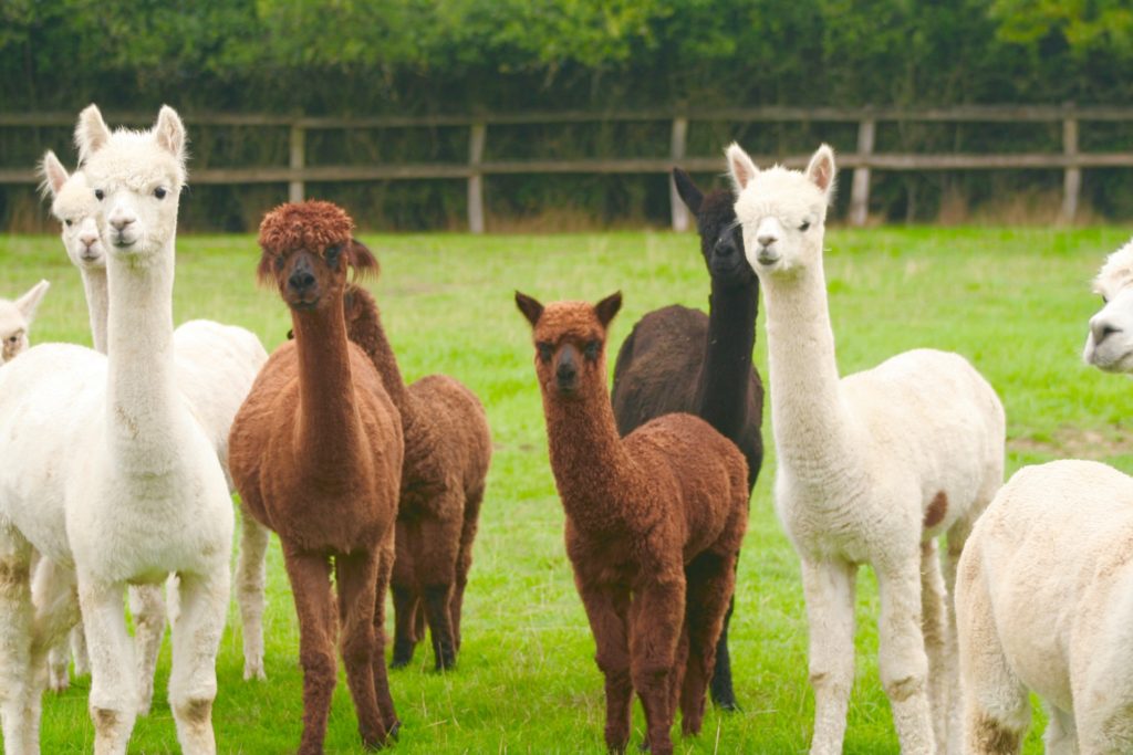 alpaca walking near me - Madash Alpacas Essex