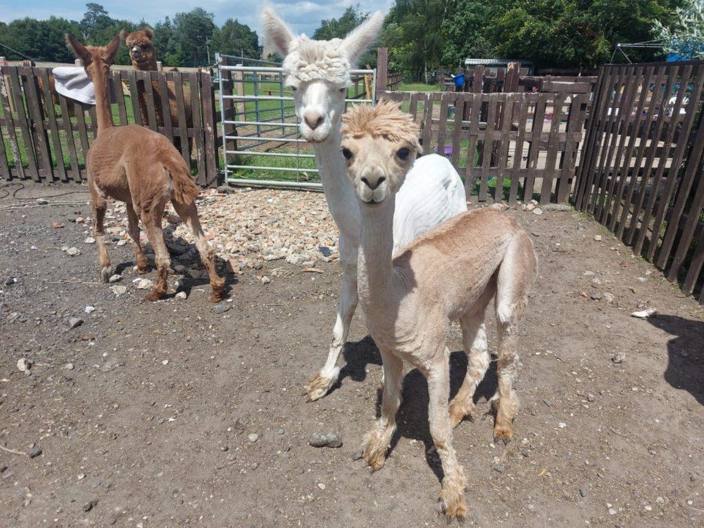 alpaca walking near me - Unicorn Alpacas Suffolk