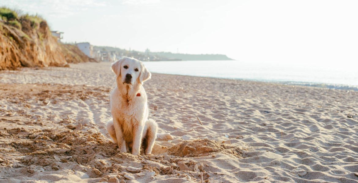 All The Norfolk Dog friendly Beaches To Explore in 2021