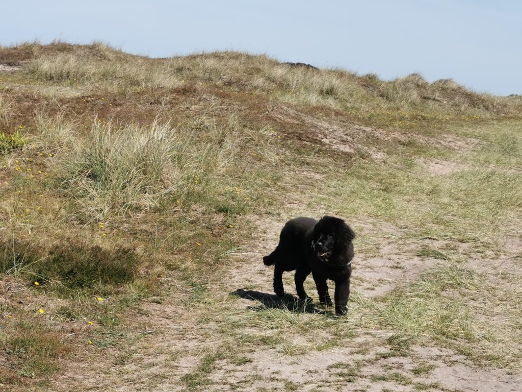 Norfolk dog friendly beaches - Winterton