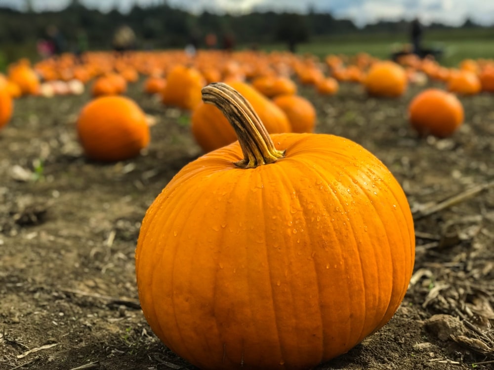 pumpkin patch in Suffolk
