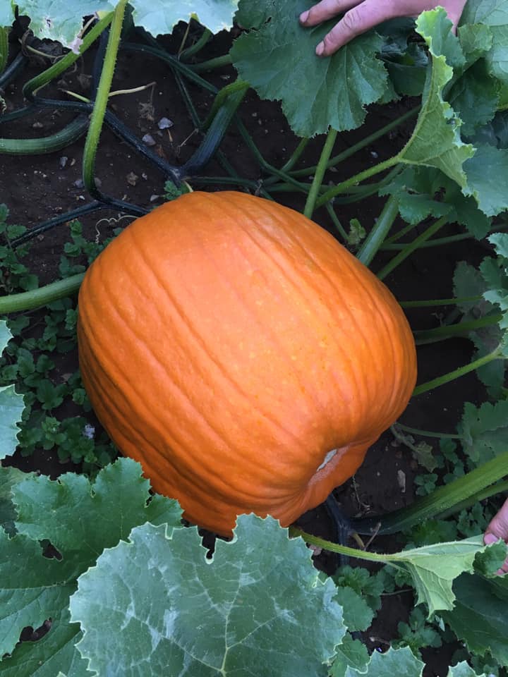 pumpkin patches in Suffolk