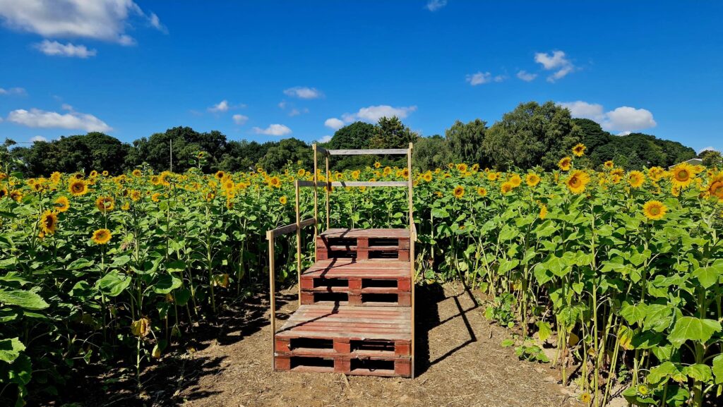 sunflower picking near me