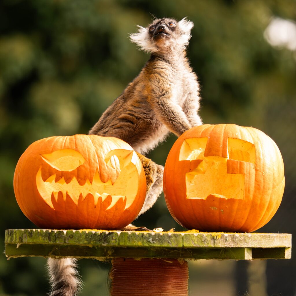 halloween at the zoo at Africa Alive